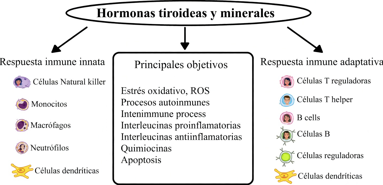 Explorando el papel de dos minerales clave en el apoyo a la salud de la tiroides