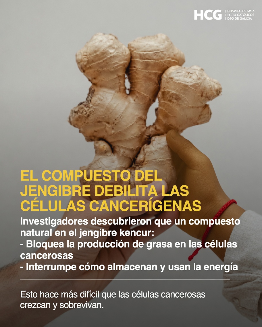 ¿Qué revela la investigación más reciente sobre la posible interacción del jengibre con las células madre cancerosas en estudios de laboratorio?