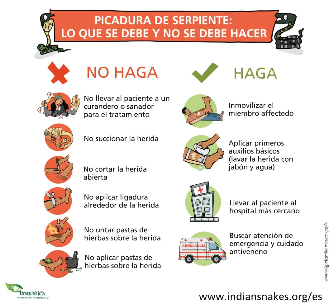 Cómo identificar mordeduras de serpientes venenosas y no venenosas: señales esenciales y pasos de primeros auxilios