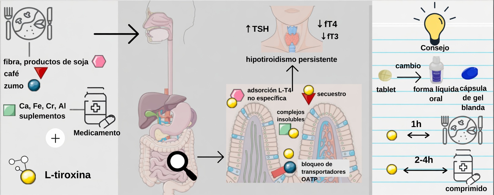 ¿Estás tomando la levotiroxina de forma incorrecta cada mañana? Hábitos que muchos pacientes pasan por alto