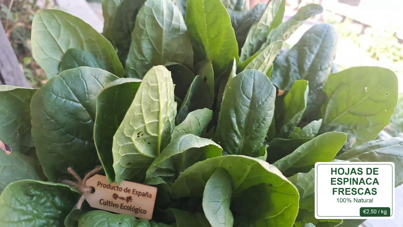 ¿Qué papel desempeña la vitamina K en tu cuerpo?