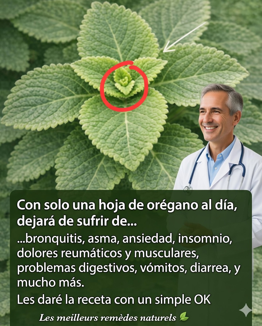 🌿 Orégano cubano: una sola hoja al día y descubre sus increíbles beneficios para la salud