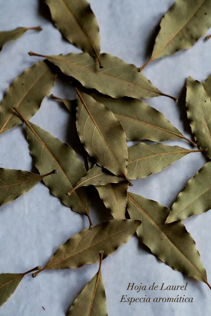 Explorando los posibles beneficios para el bienestar de las hojas de laurel en la vida cotidiana