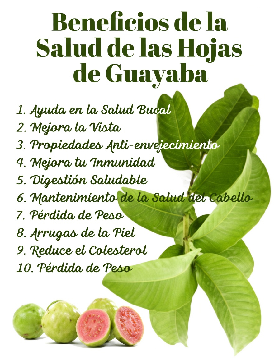 Descubre formas sencillas de aprovechar las hojas de guayaba para mejorar tus hábitos de cuidado bucal