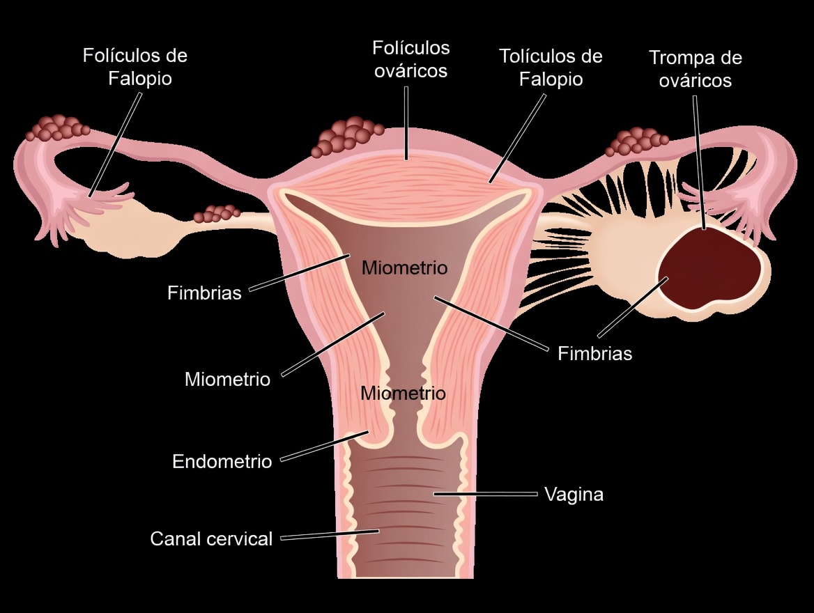Advertencia sobre la endometriosis: hábitos cotidianos que no debes ignorar