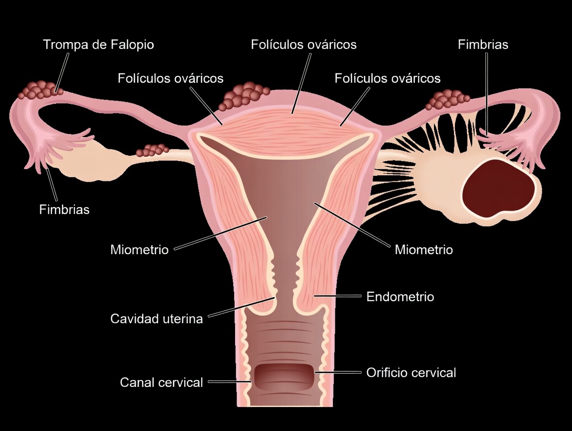 Advertencia sobre la endometriosis: hábitos cotidianos que no deberías ignorar