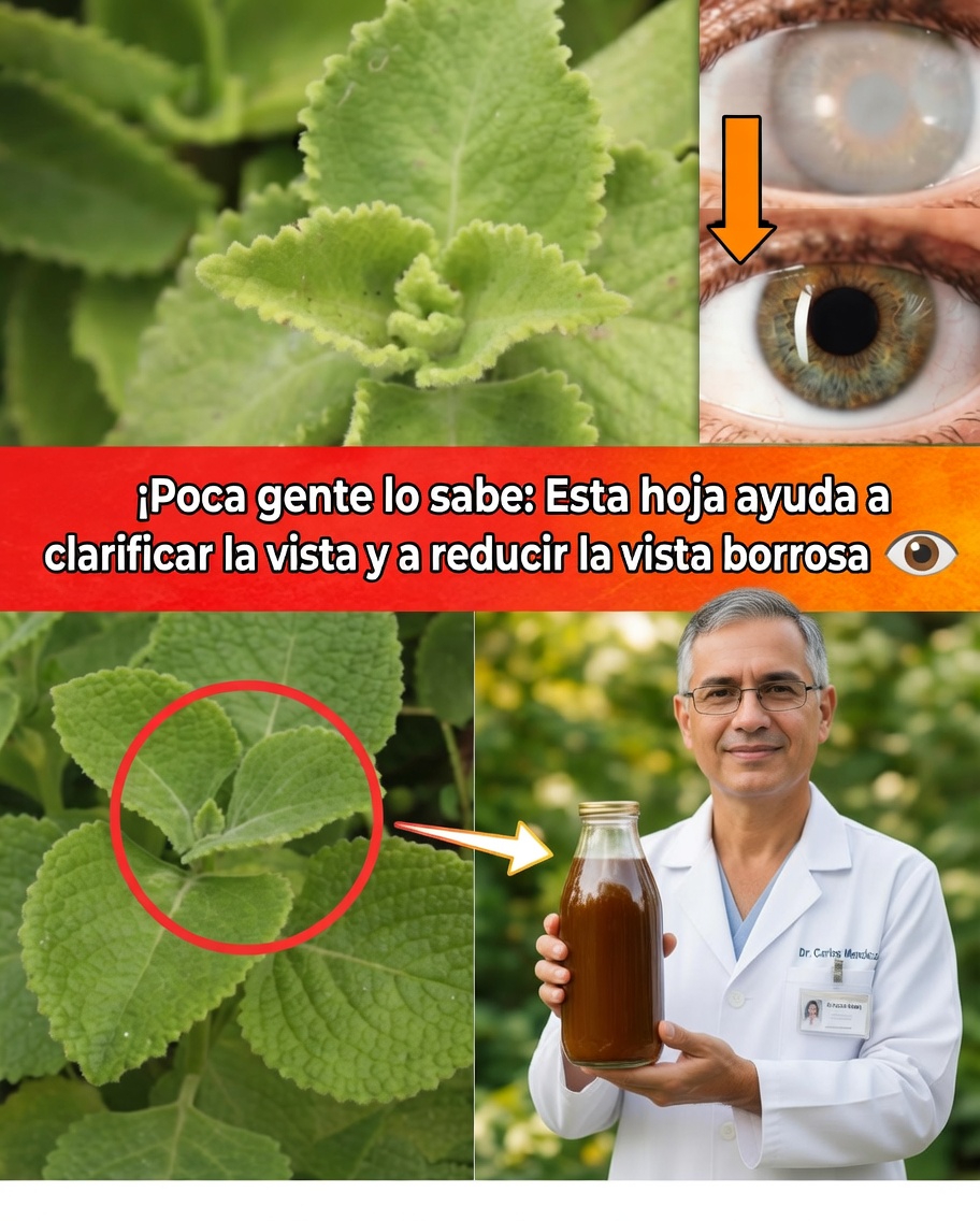 Orégano orejón para la vista: remedios naturales, beneficios y modo de uso