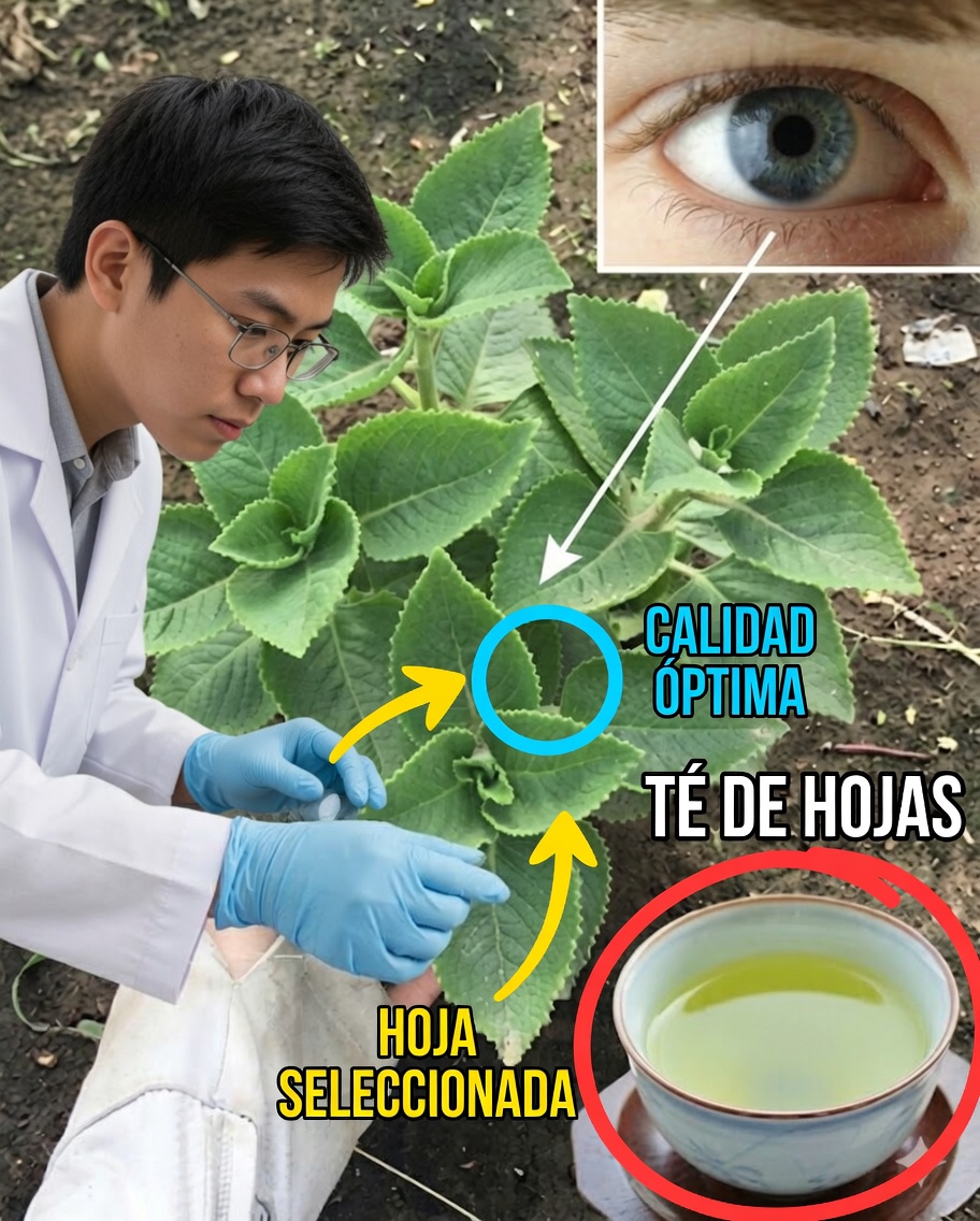 Remedios naturales a base de orégano cubano para mejorar la vista