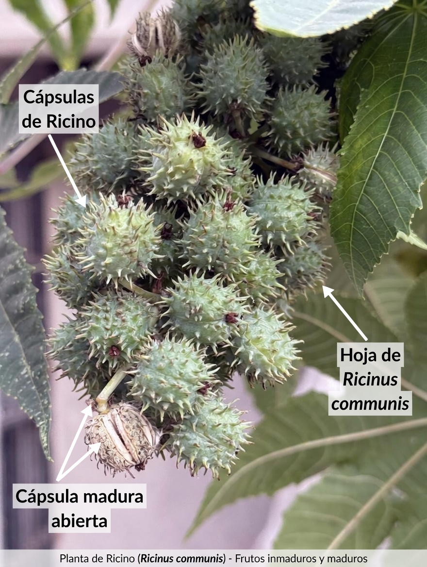 ¿Podría este aceite vegetal tradicional convertirse en un hábito diario para el equilibrio de las articulaciones y el ácido úrico?