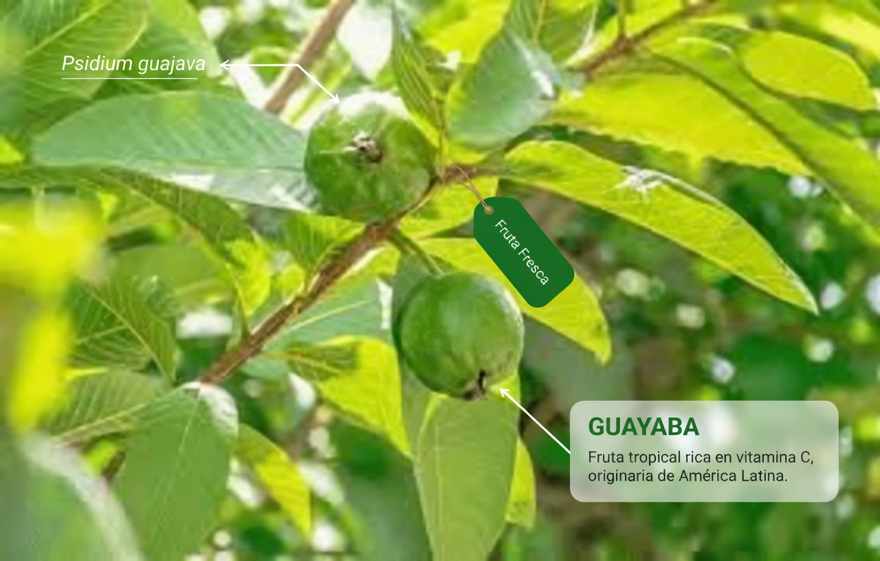 Las 3 mejores maneras de tratar la caries dental con hojas de guayaba: simples y económicas