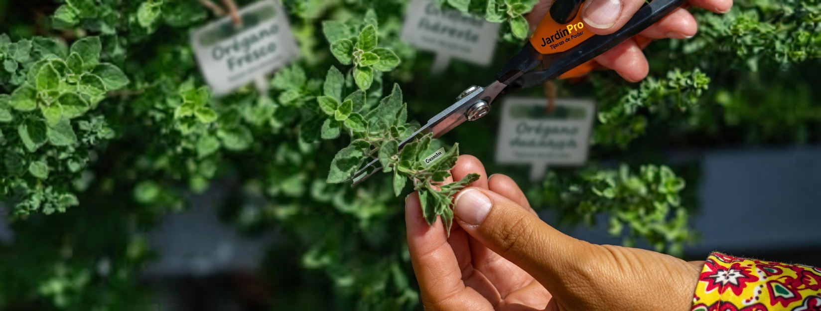 Descubre las sorprendentes maneras en que el orégano puede apoyar tu rutina diaria de bienestar