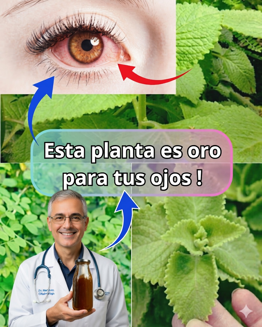 Orégano orejón para la salud de los ojos: beneficios, remedios naturales y modo de uso 🌿👁️