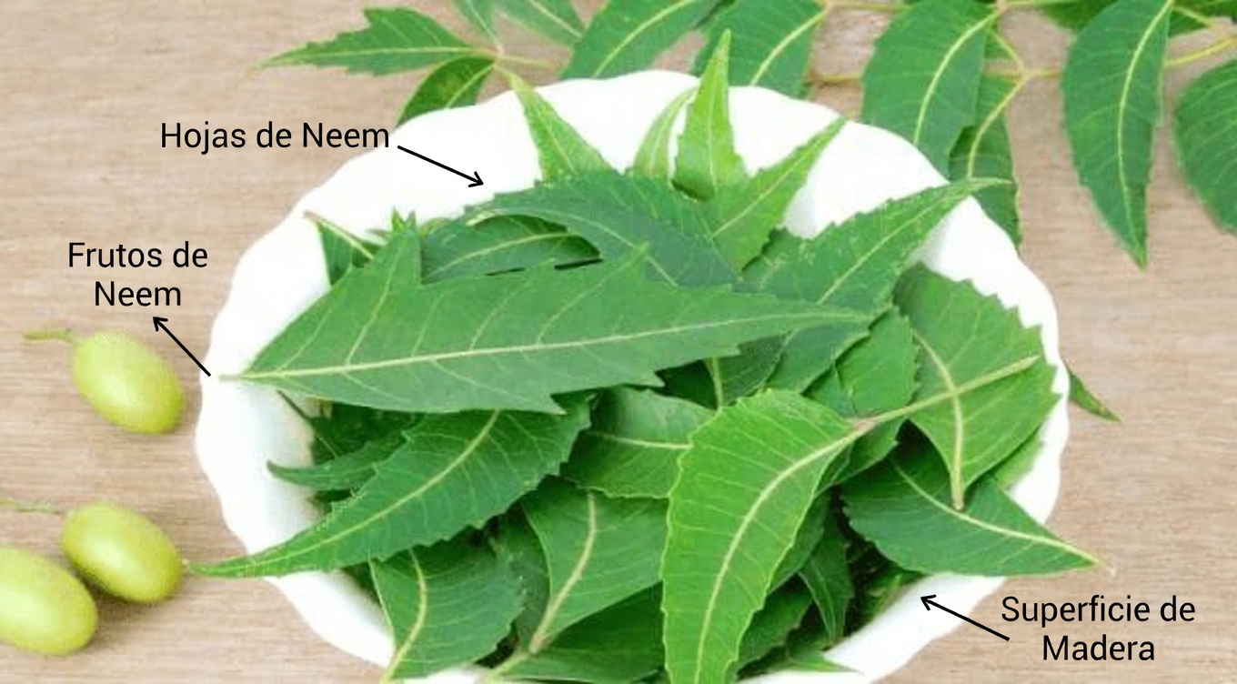 La poco conocida hoja asiática que está llamando discretamente la atención en los círculos de salud natural