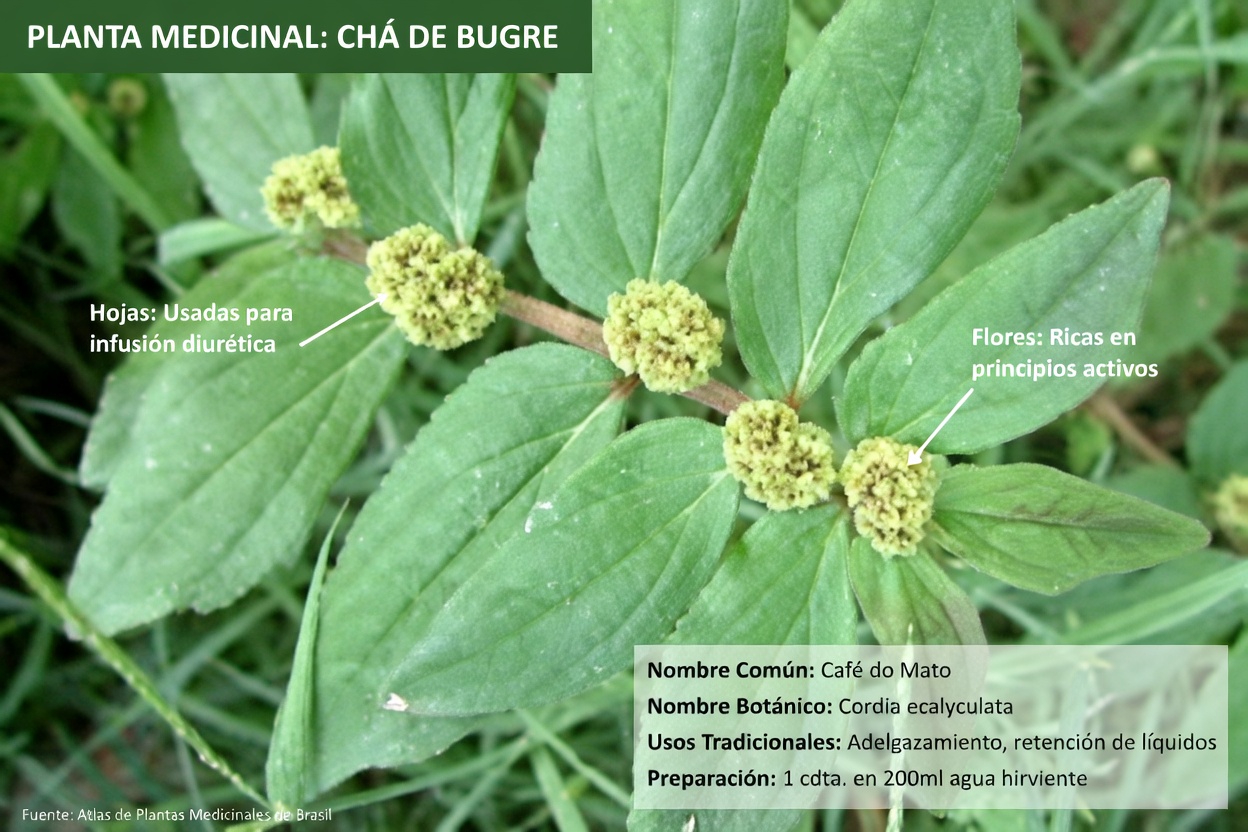 Descubre el poder oculto de una hierba común del jardín para apoyar la salud pulmonar de forma natural