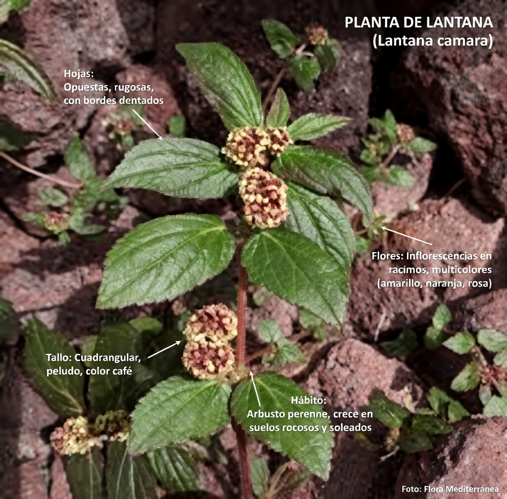 Descubre el poder oculto de una hierba común del jardín para apoyar la salud pulmonar de forma natural