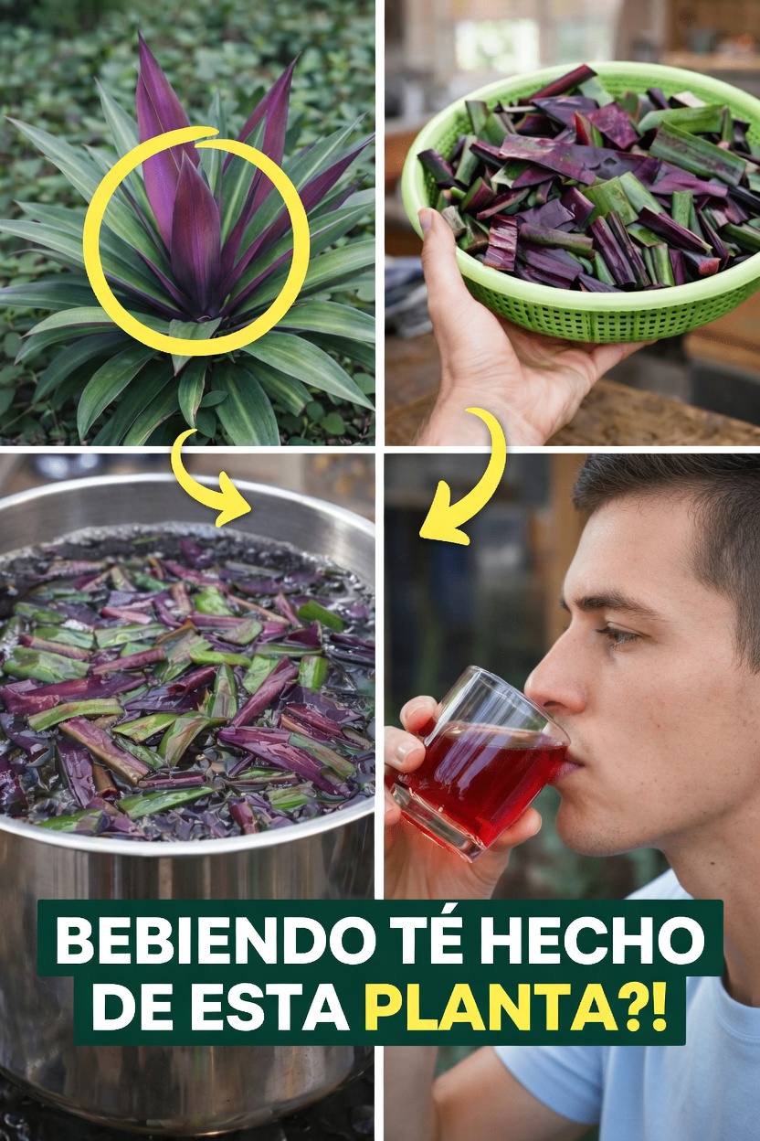 Descubre cómo usar la planta Moisés en la cuna en tus hábitos diarios para favorecer el bienestar general y la vitalidad