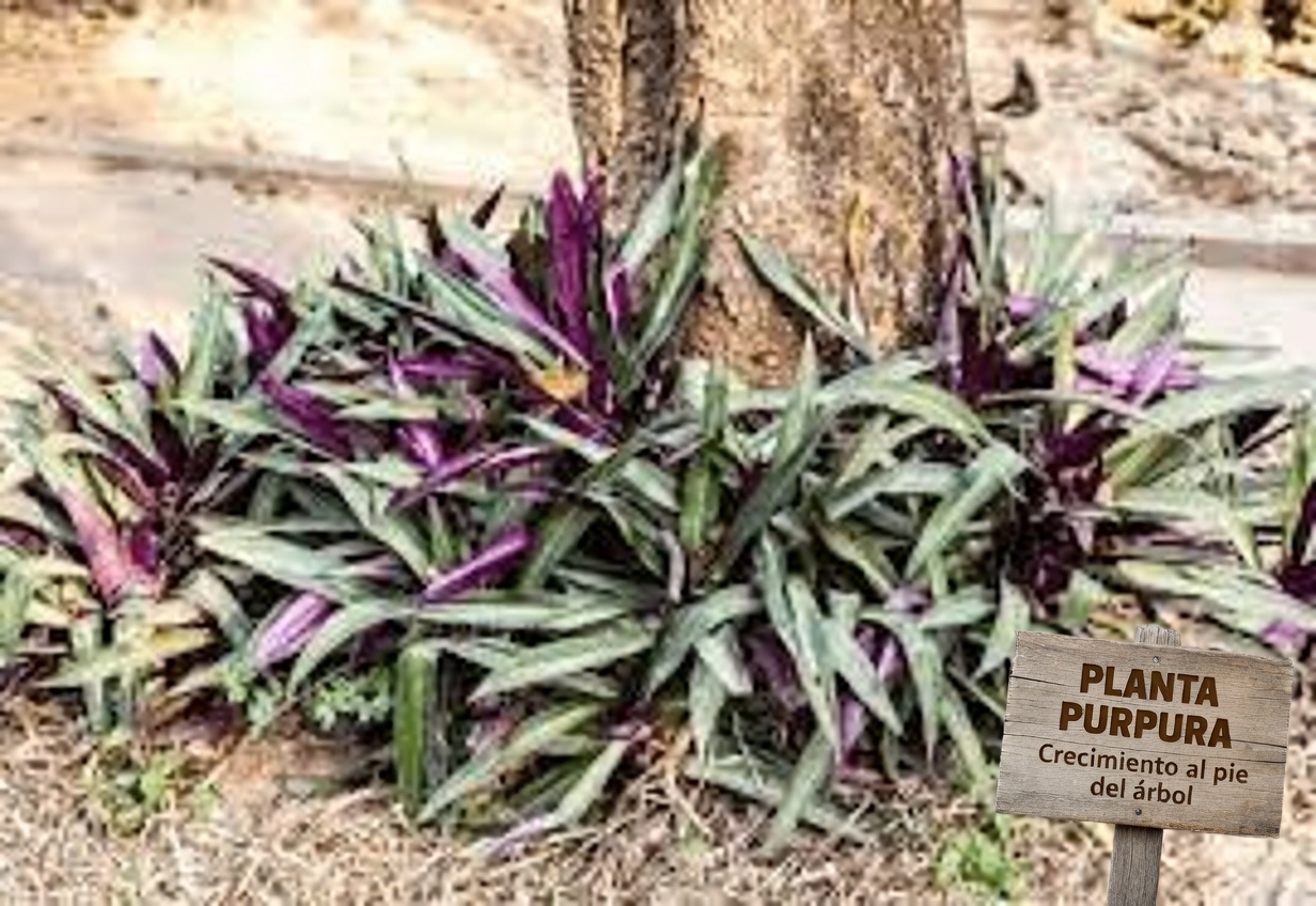 Descubre cómo usar la planta Moisés en la cuna en tus hábitos diarios para favorecer el bienestar general y la vitalidad