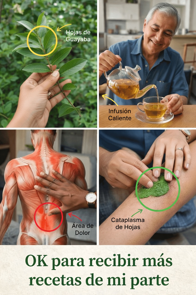 Hojas de guayaba para la salud ósea y articular: recetas fáciles y consejos para probar en casa hoy