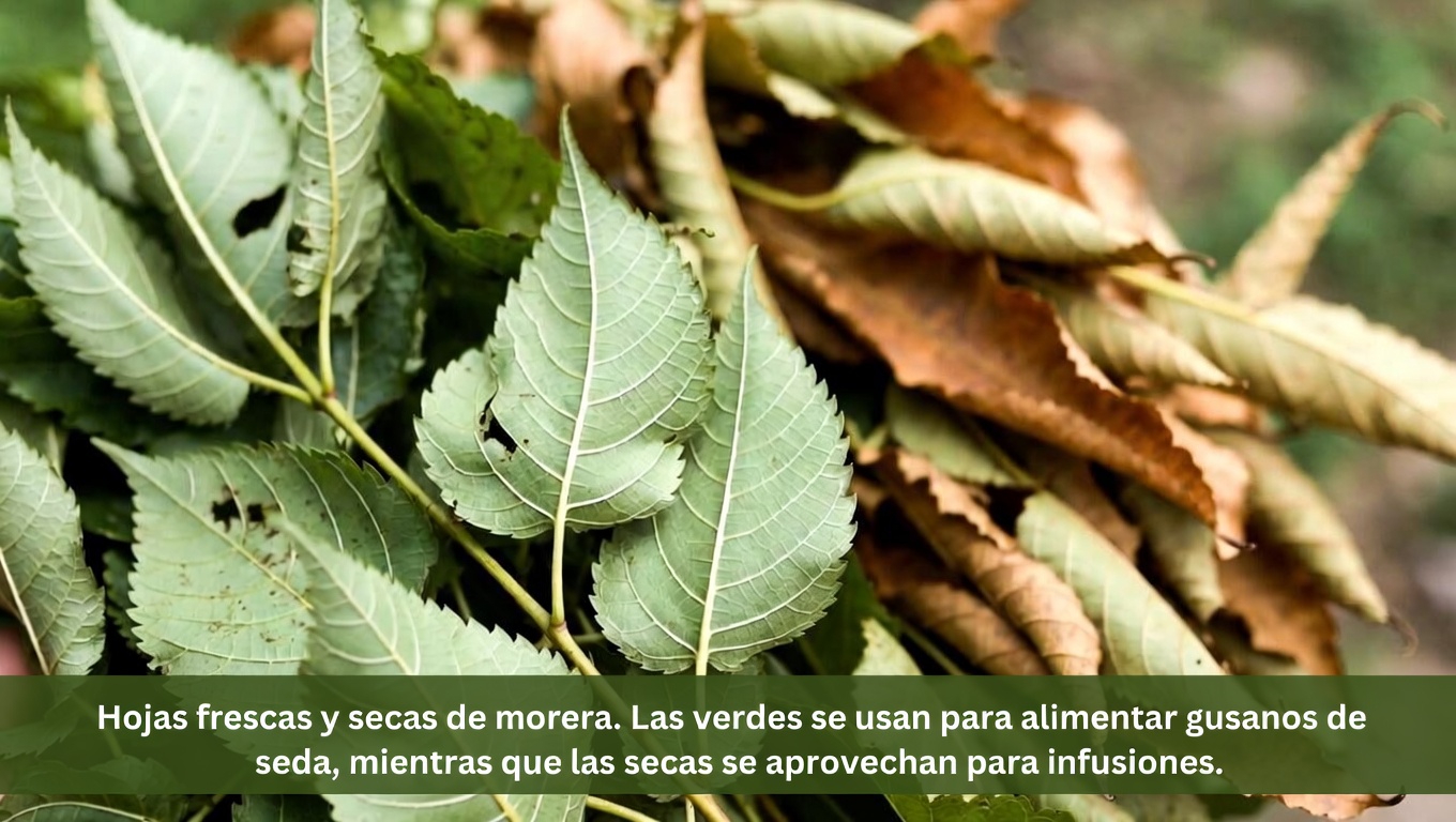 ¿Qué hace que las hojas de morera destaquen?