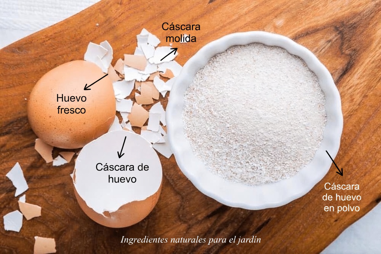 Las cáscaras de huevo transforman los dientes amarillos en blancos perlados en solo 5 minutos