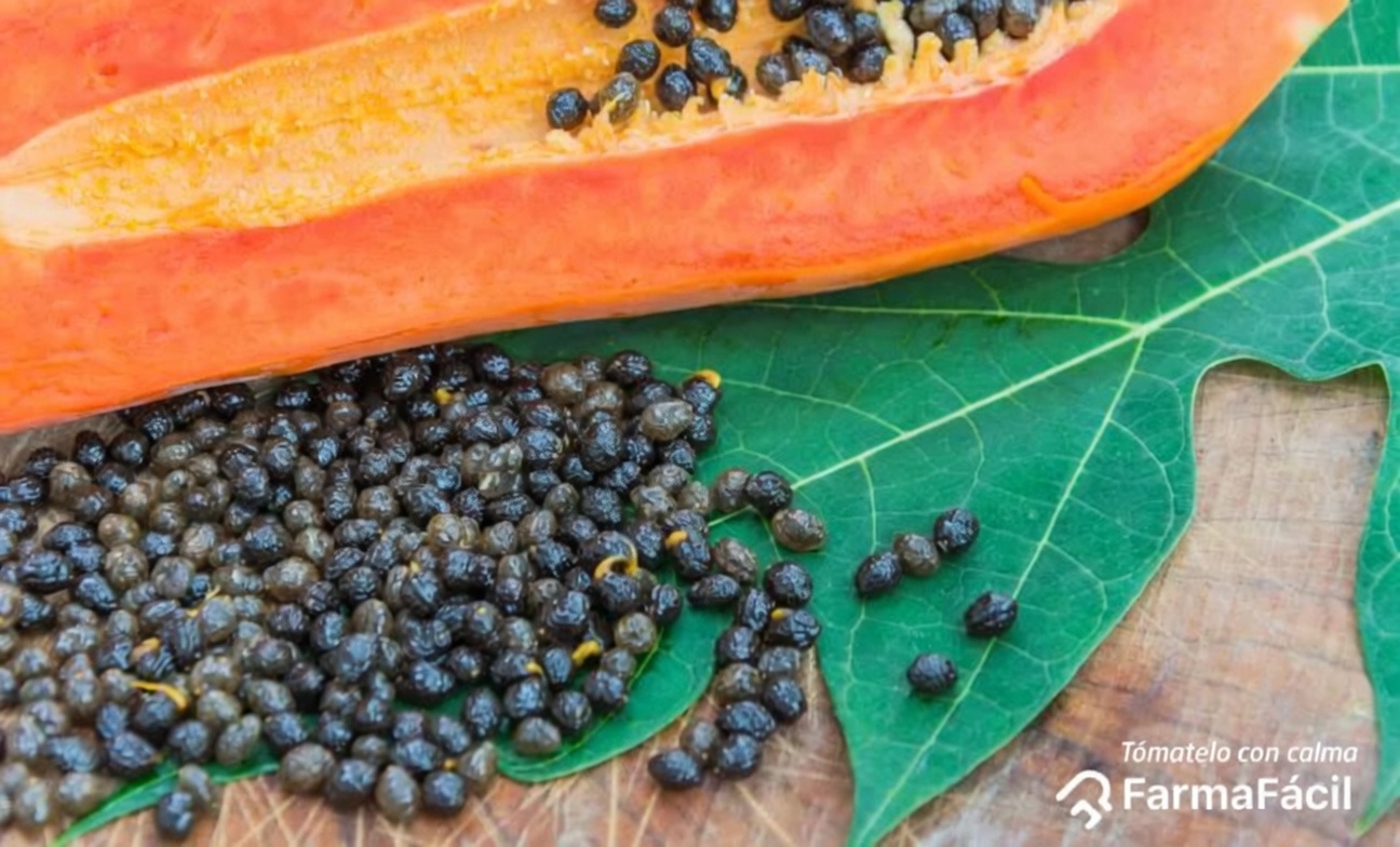 El superalimento pasado por alto en tu frutero: 14 increíbles beneficios de las semillas de papaya que podrían transformar tu bienestar diario