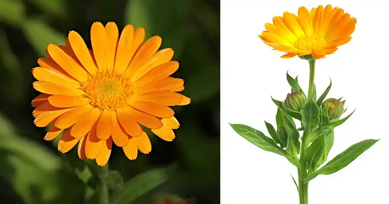 Los 12 principales beneficios para la salud de Calendula officinalis