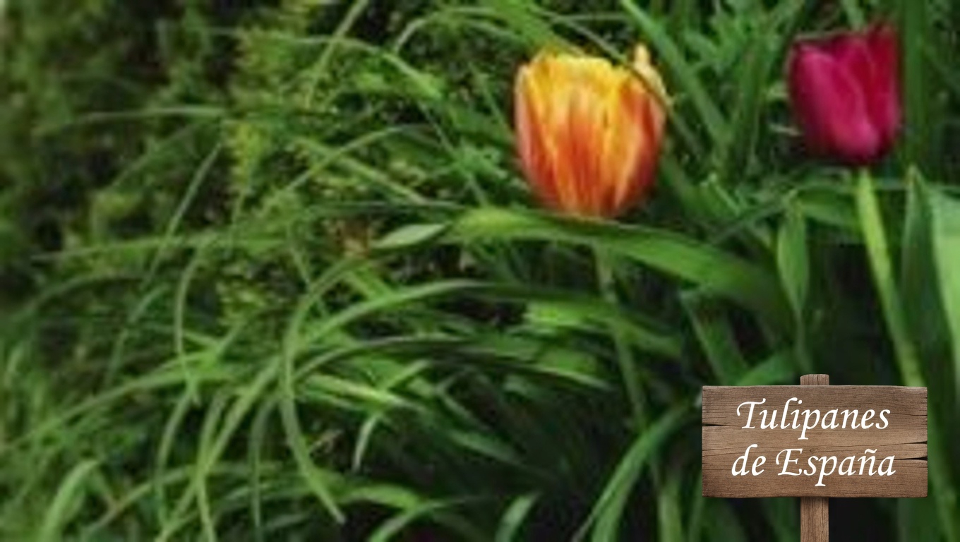 Control natural de plagas: usar pimiento rojo picante para repeler pulgones y caracoles