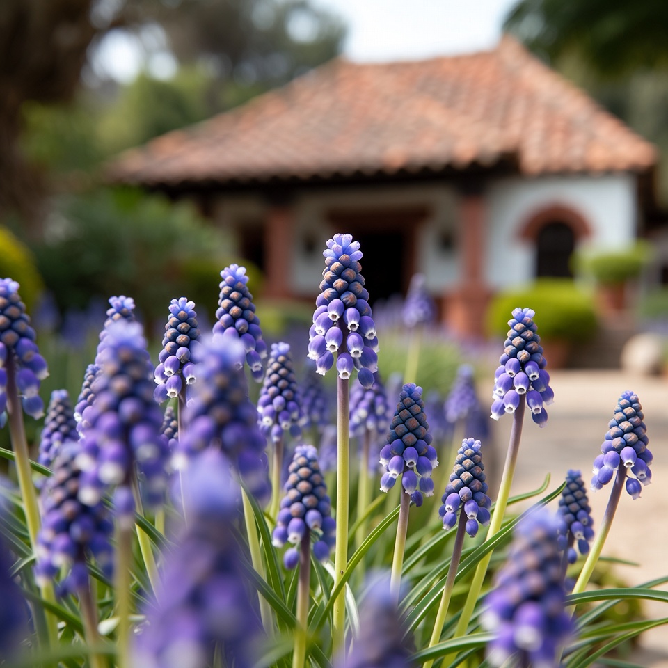 Pequeñas flores, grandes beneficios: el poder secreto del jacinto de uva