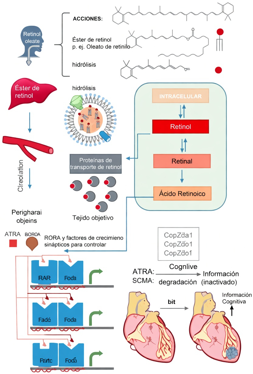 ¿Qué es la vitamina A y por qué es importante para la circulación?