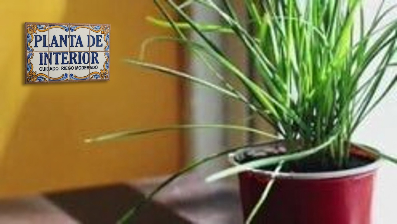 Milenrama: una aliada herbal atemporal con increíbles beneficios para la salud