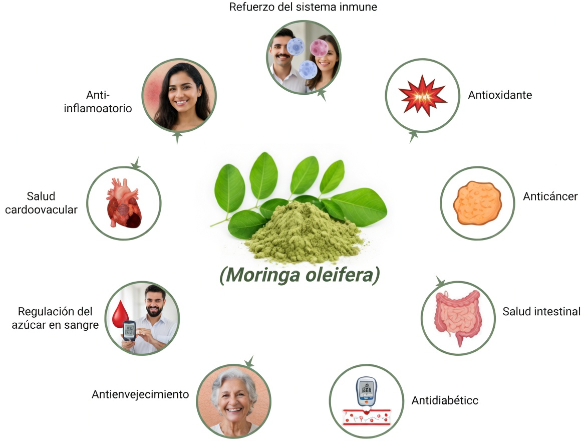 ¿Cuáles son los posibles beneficios nutricionales de las semillas de moringa? Un análisis más detallado de este superalimento rico en nutrientes