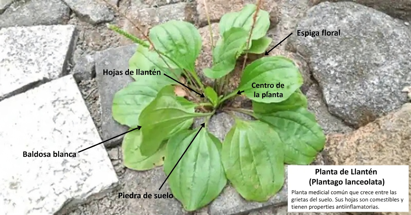 30 increíbles beneficios del llantén mayor (Plantago major)