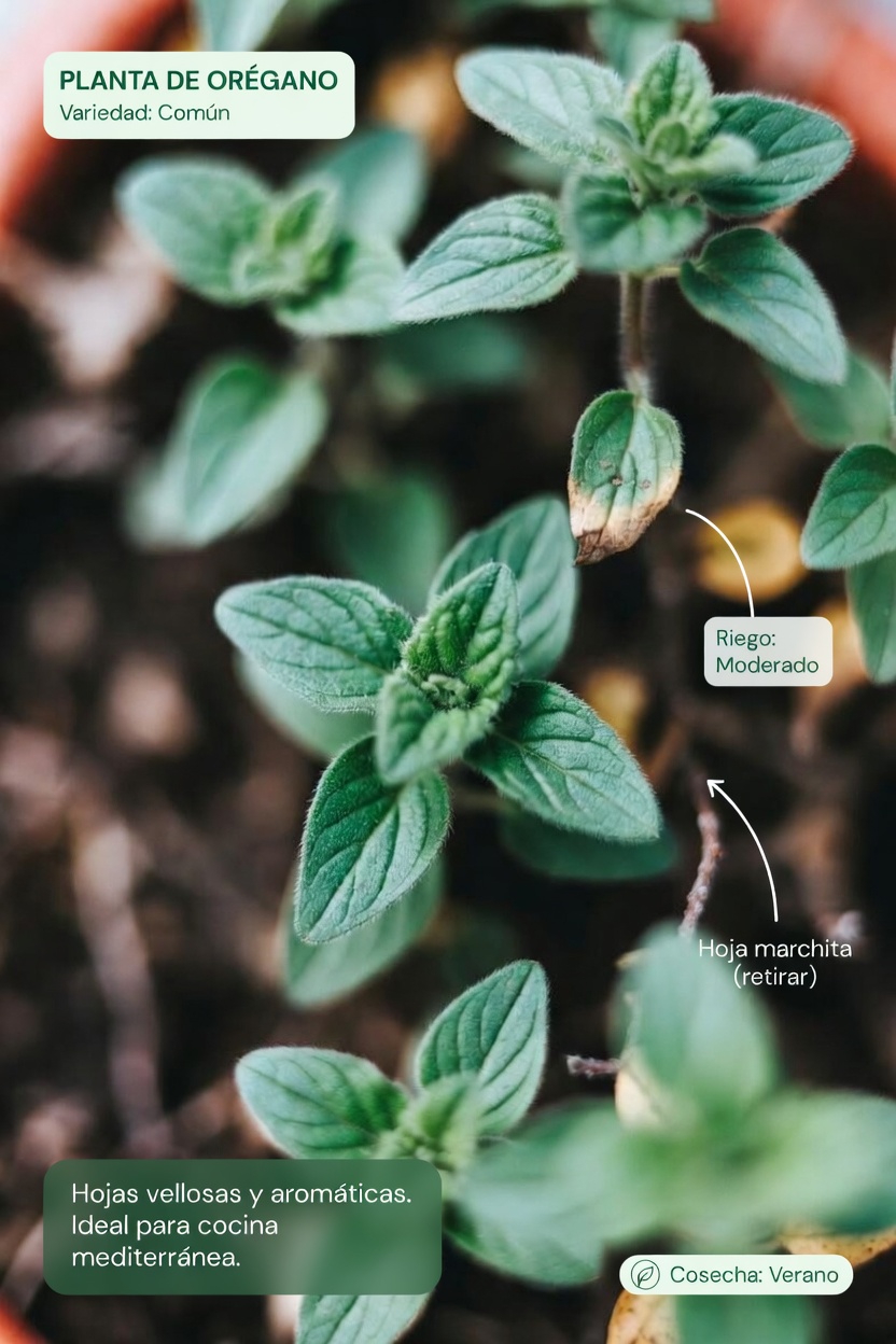 ¿Qué hace que el orégano destaque?