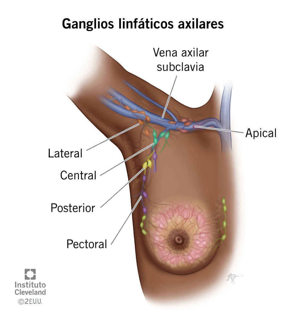 Ganglios linfáticos de la axila explicados con hábitos cotidianos que ayudan a que la parte superior del cuerpo se sienta más ligera y con apoyo