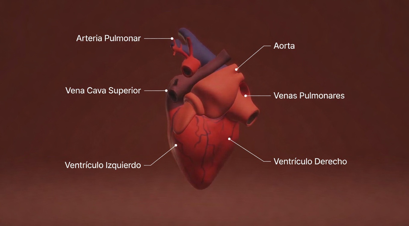 El antibiótico natural que ayuda con las infecciones de vejiga y riñón incluso después de pocos tratamientos