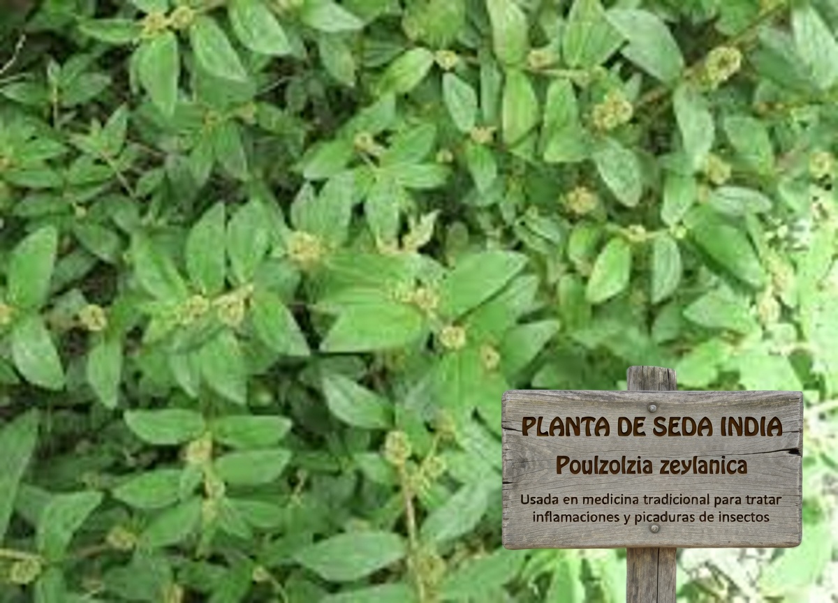 Descubre los sorprendentes beneficios potenciales del algodoncillo de hoja grande para el bienestar diario