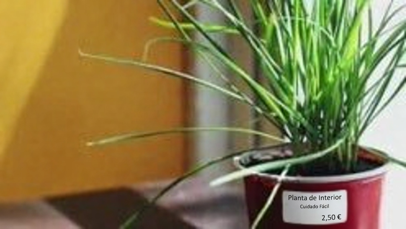 11 sorprendentes beneficios de la hoja milagrosa de la vida