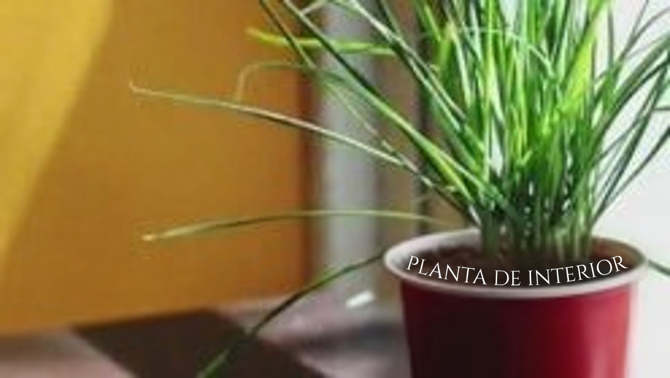 La planta rompepiedras: el remedio natural para los cálculos renales