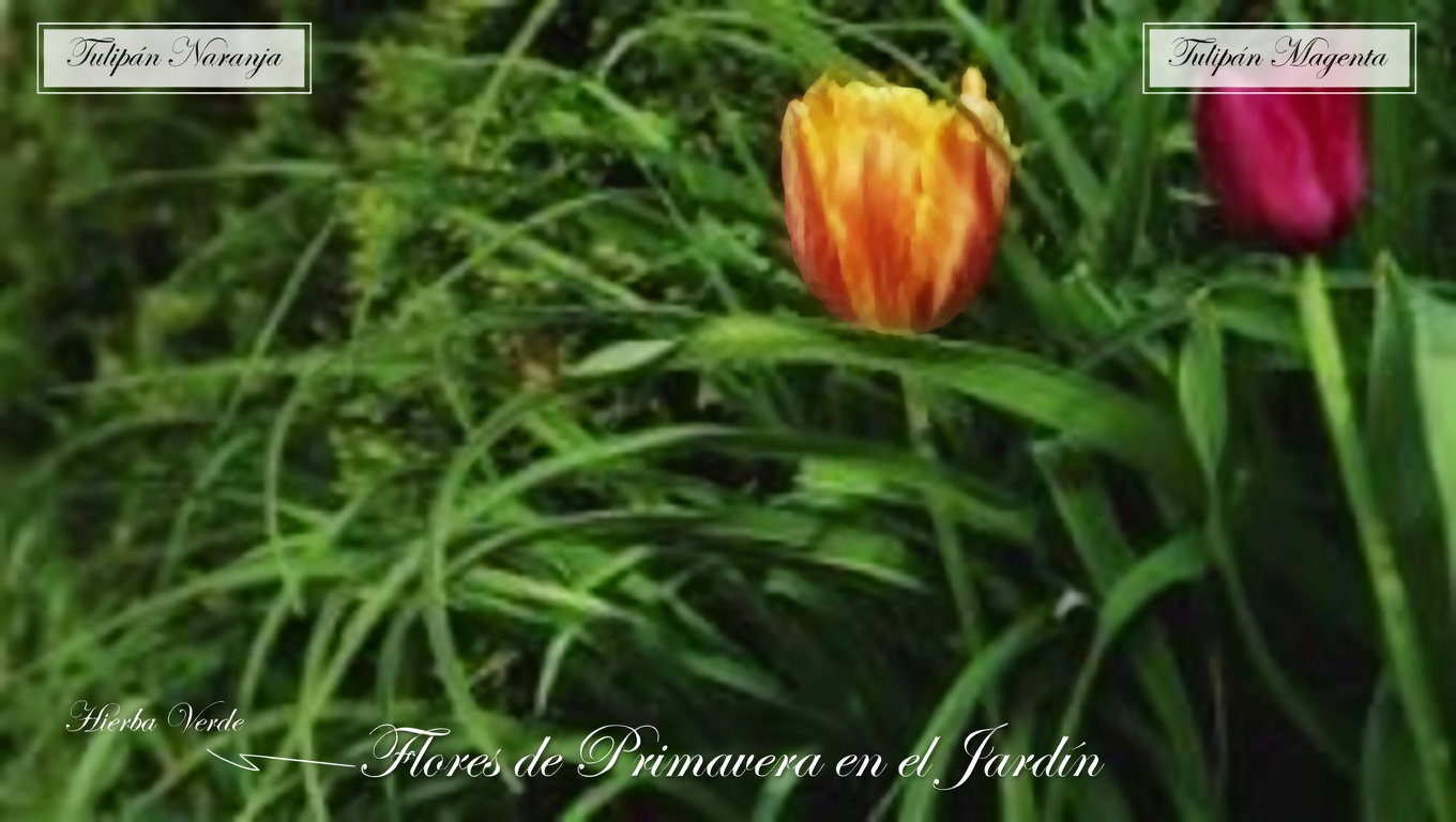 La planta rompepiedras: el remedio natural para los cálculos renales