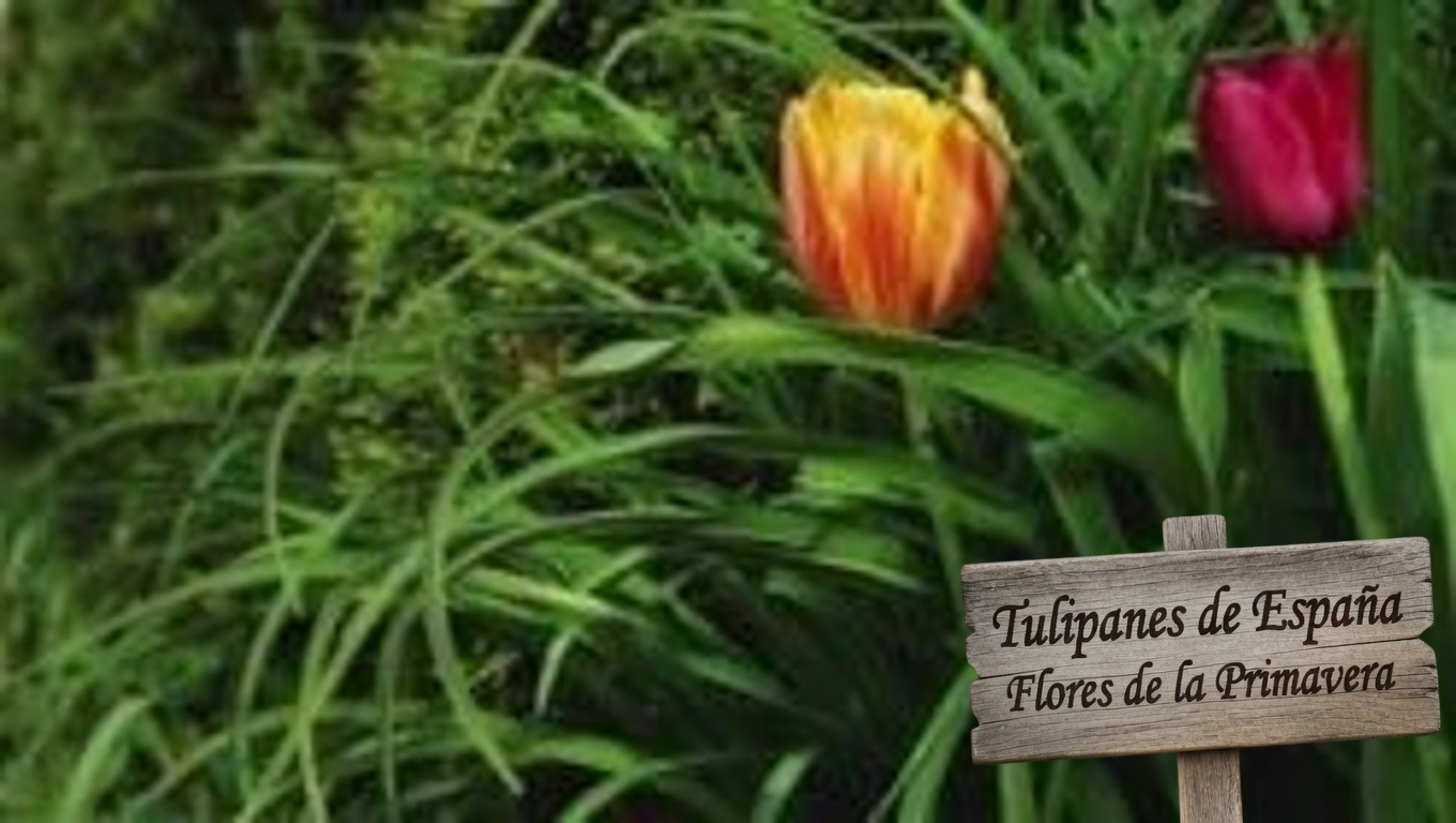 Hojas y flores de hibisco: beneficios y usos caseros