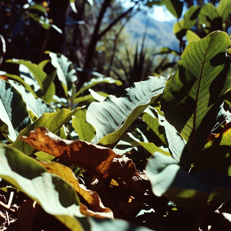 Elimina las várices: solo coloca estas hojas encima y espera