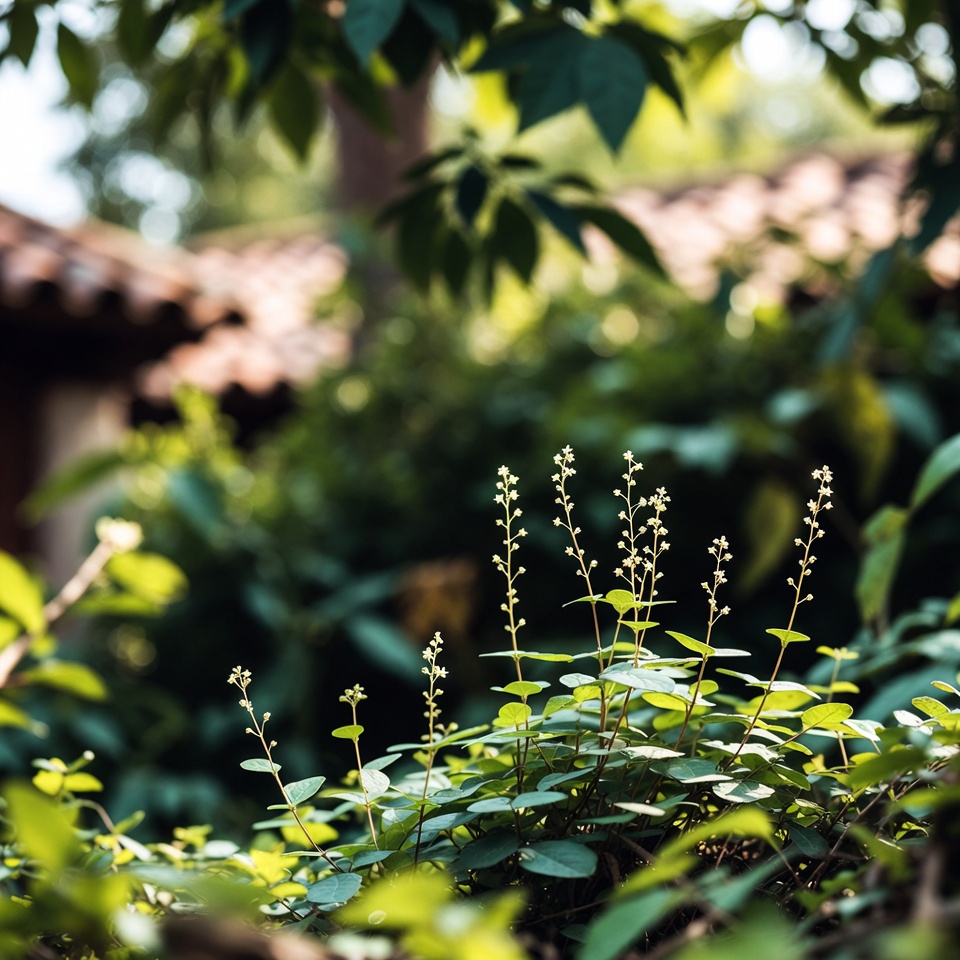 Beneficios de Phyllanthus urinaria