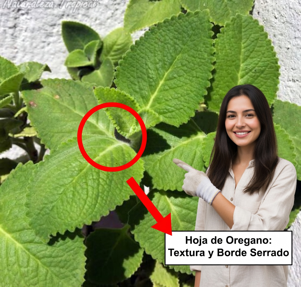 13 beneficios para la salud del orégano orejón y cómo usarlo