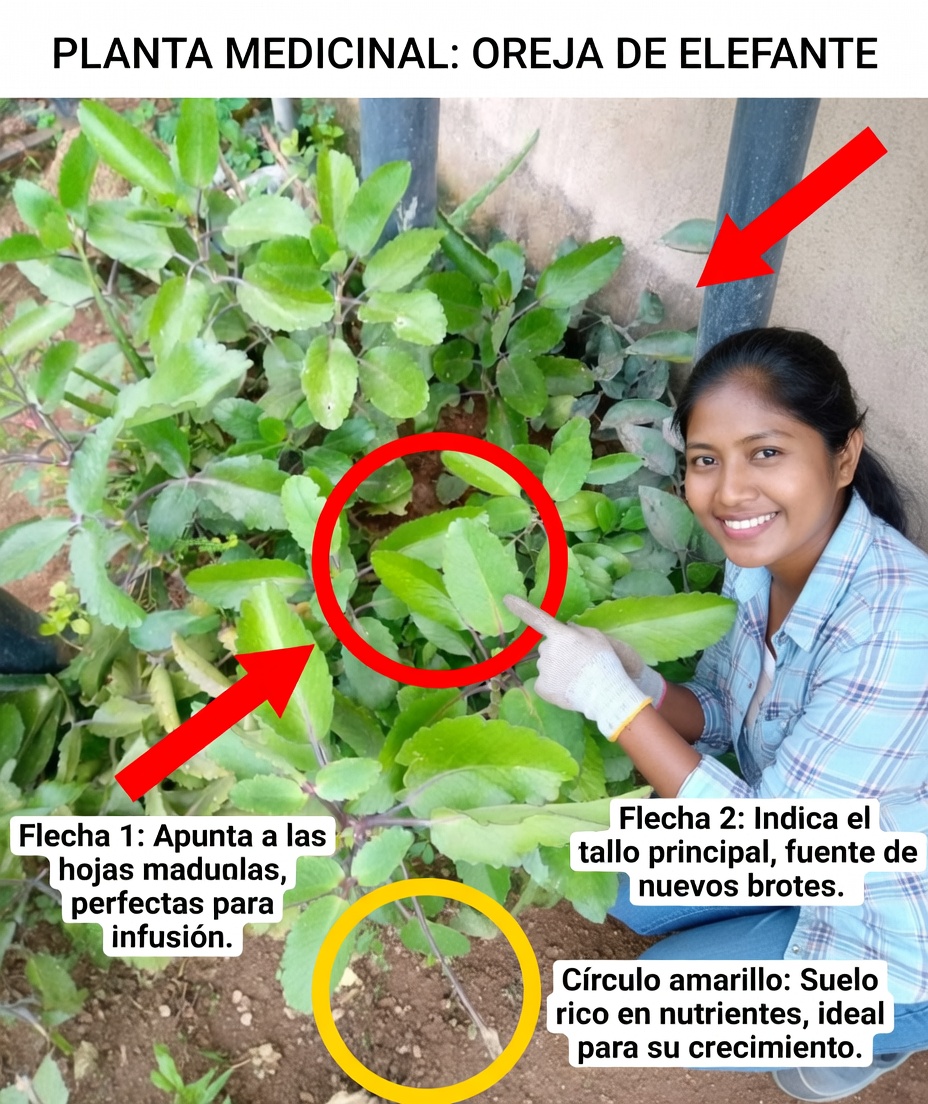 Kalanchoe pinnata – la hierba milagrosa para la salud