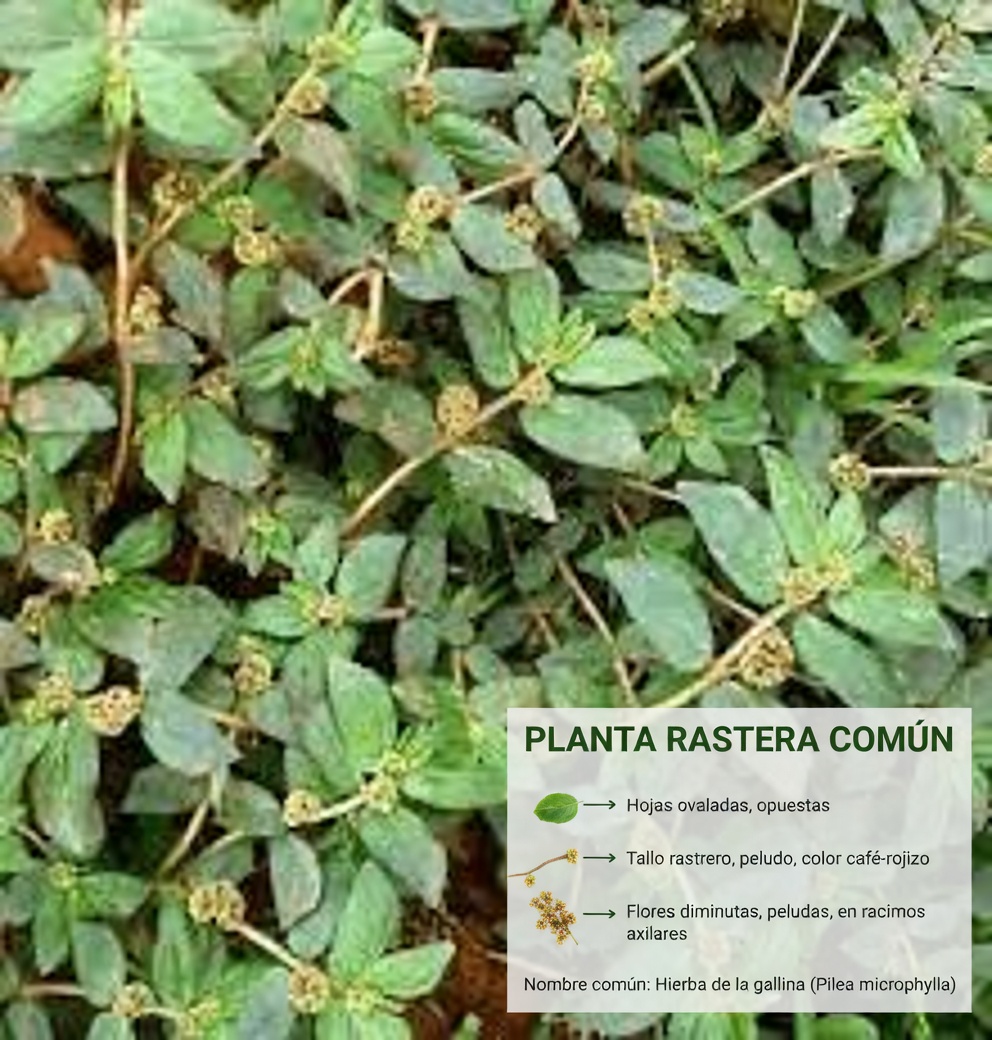 Explorando enfoques naturales a base de plantas para apoyar la salud de la piel: lo que la gente dice sobre esta maleza común