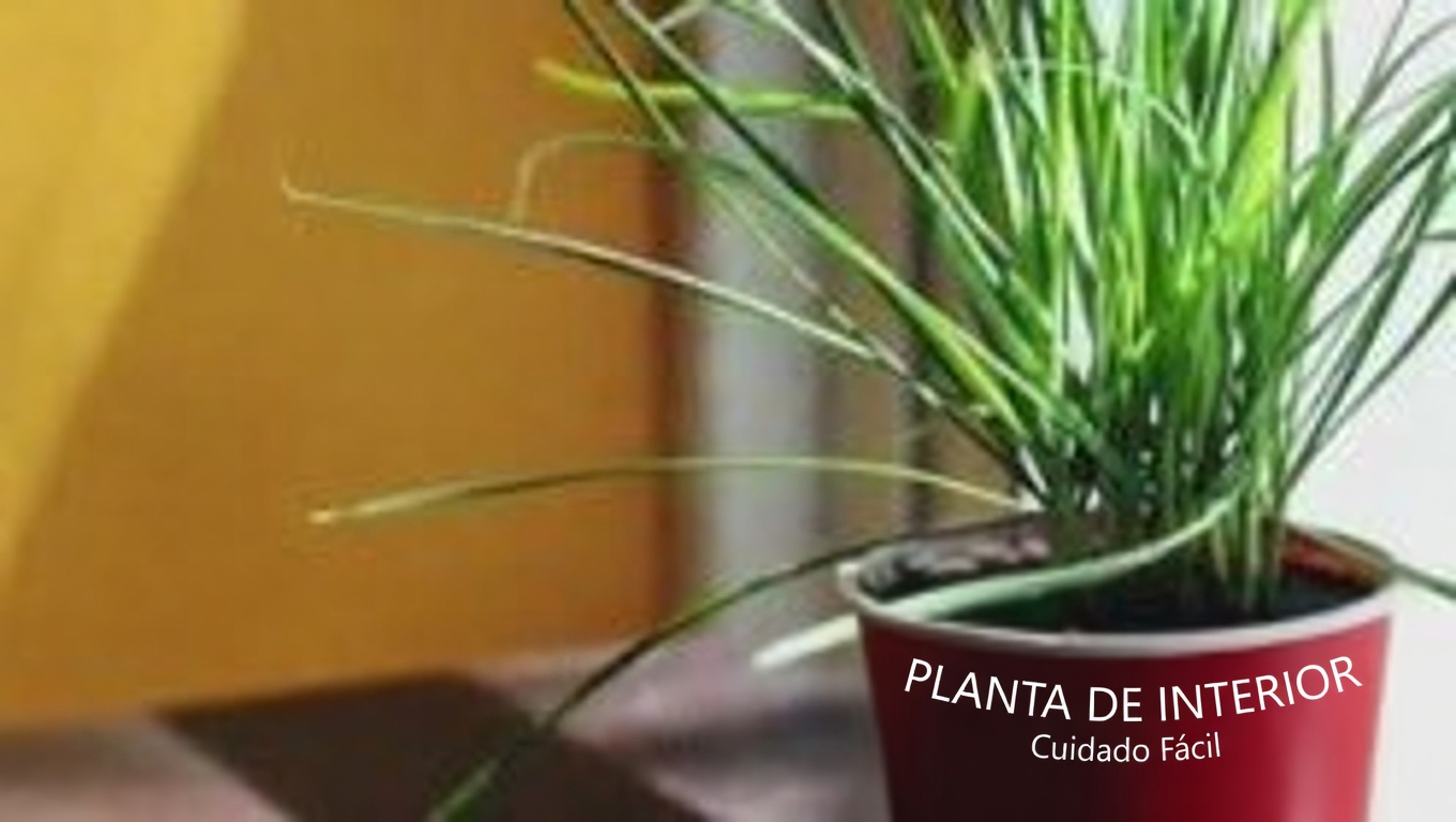 Los increíbles beneficios de la savia de higo: el elixir oculto de la naturaleza