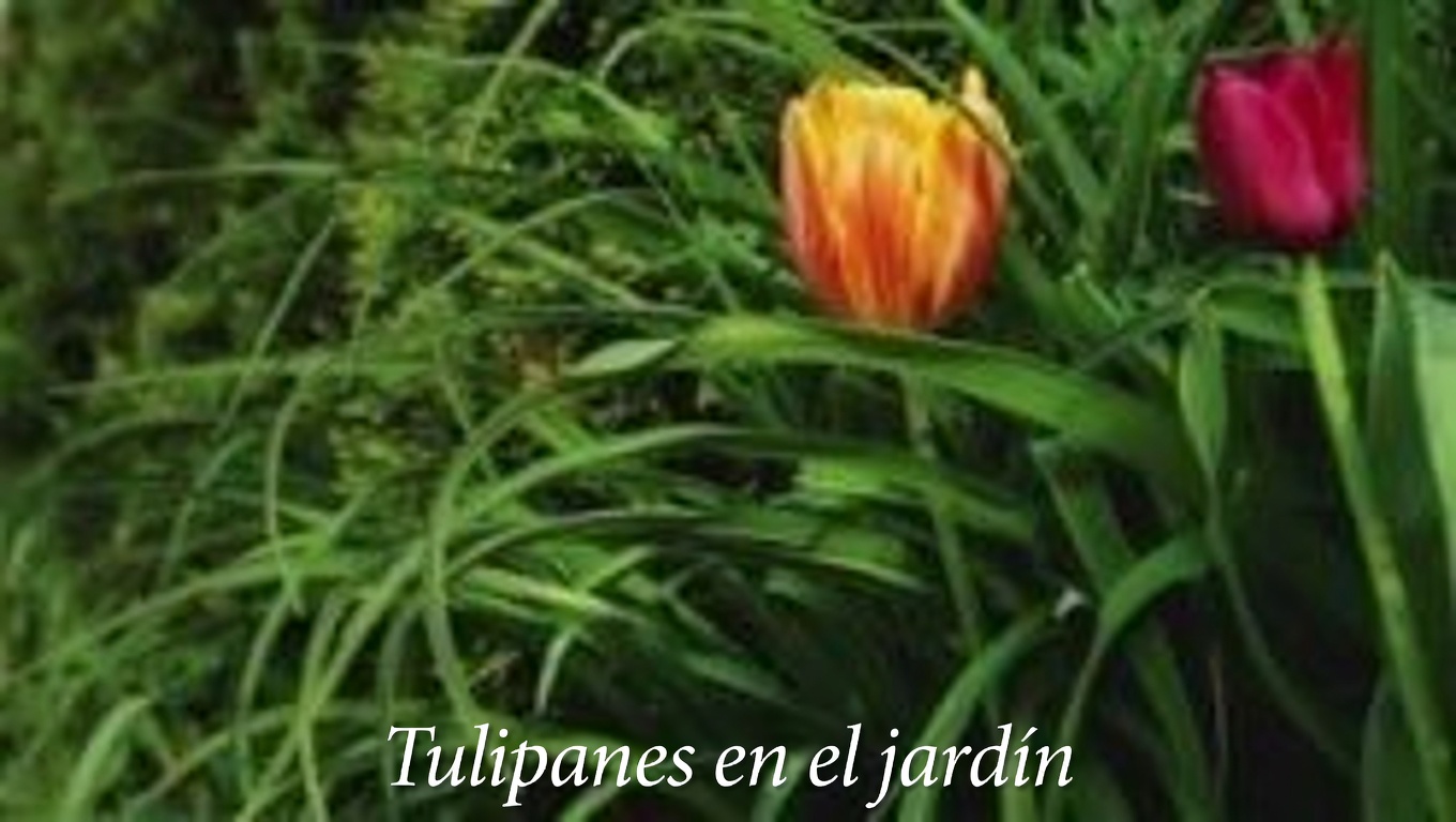 Los increíbles beneficios de la savia de higo: el elixir oculto de la naturaleza