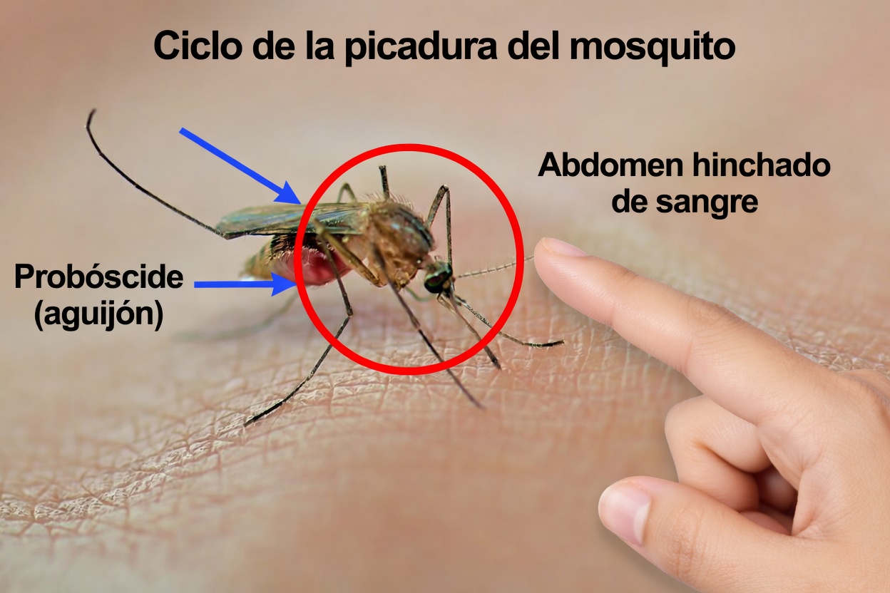 Planta clavos de olor en un limón y transforma tu interior: ¡un truco que marca la diferencia!