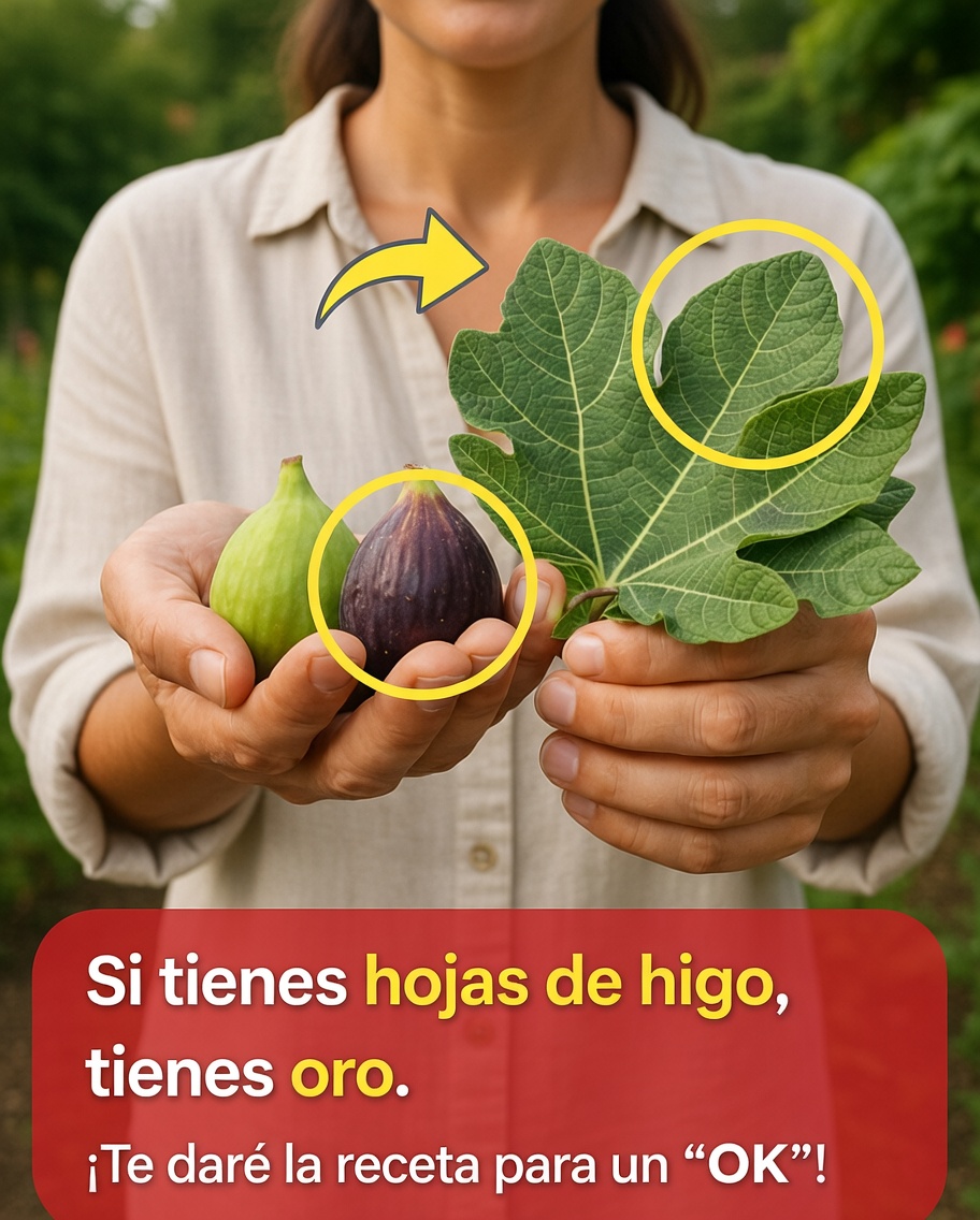 El poder oculto de las hojas de higuera: una sencilla infusión herbal que quizá quieras probar