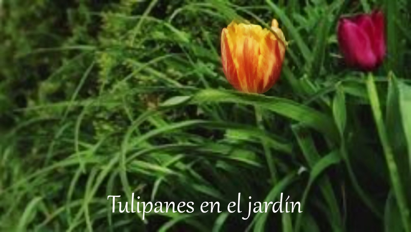 25 increíbles beneficios de las hojas de guayaba